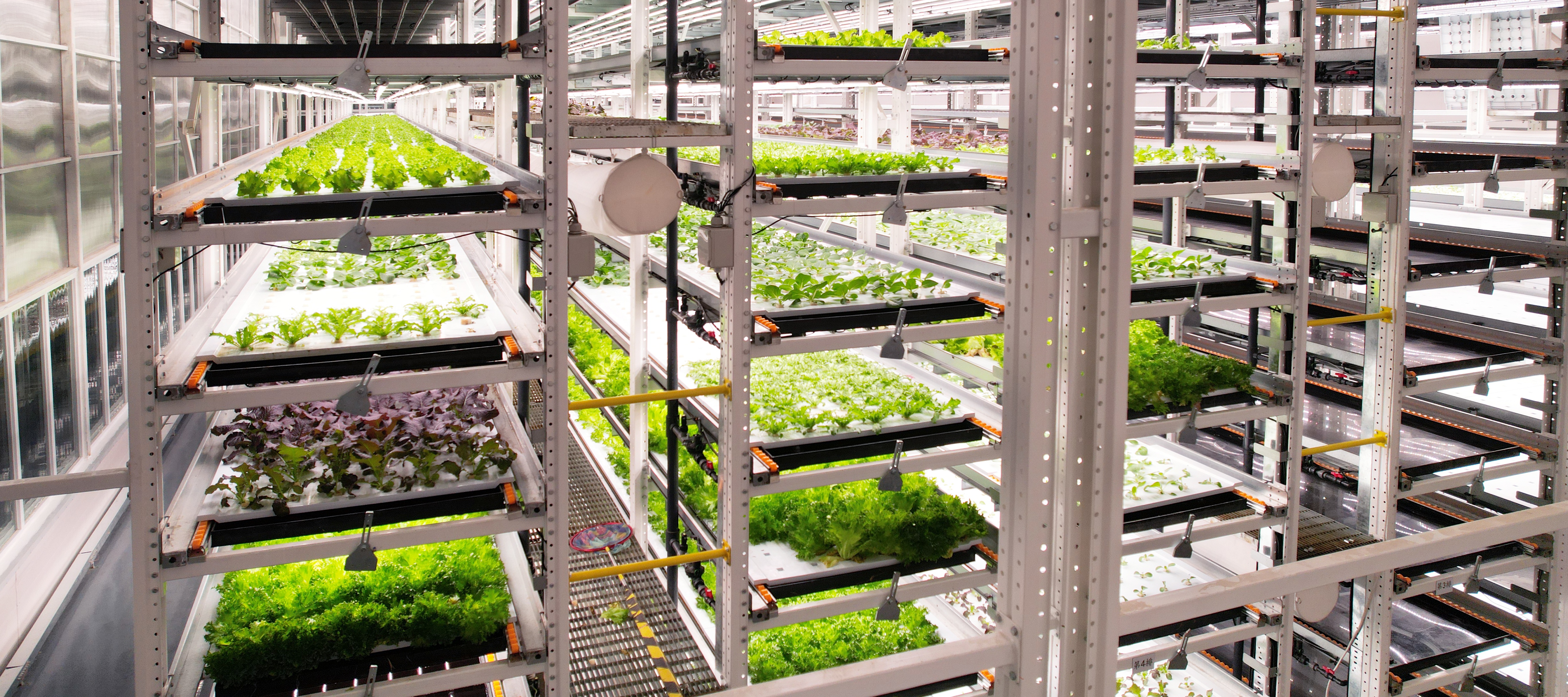 NG娱乐植物工厂蔬菜20231206 (2)_看图王.JPG